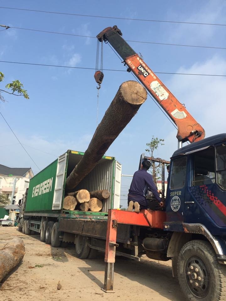 oak-logs