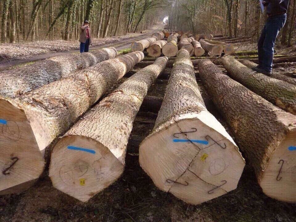 white-oak