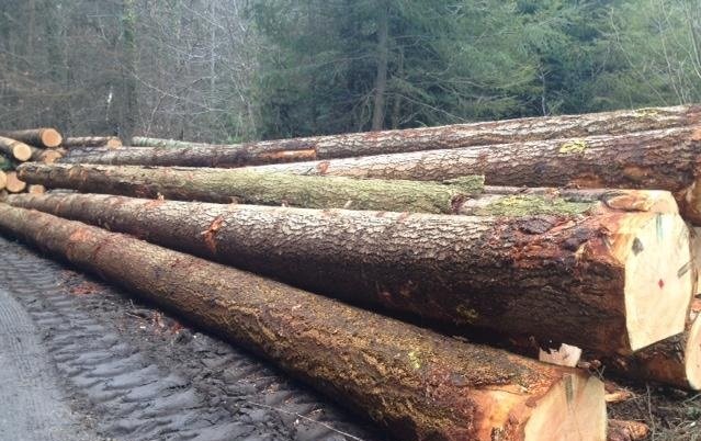 fir logs