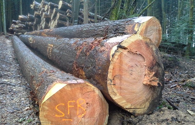 douglas-fir-logs