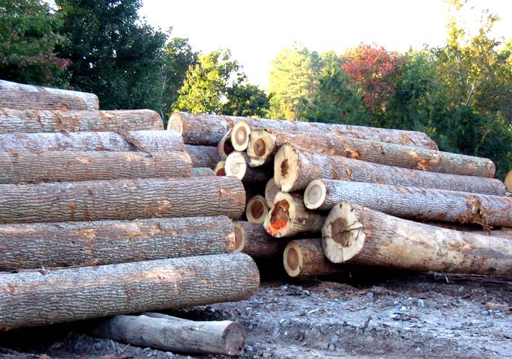 poplar