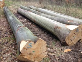 beech logs