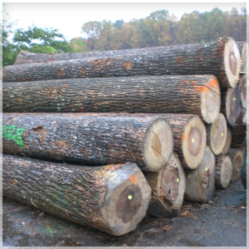 poplar logs